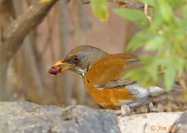 Rufous-backed with olive close-up--4200