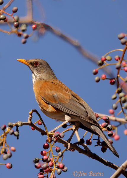 Rufous-backed Robin in Pistache tree--7637