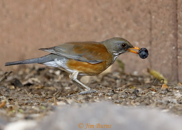 Rufous-backed Robin with Russian Olive #3--3807