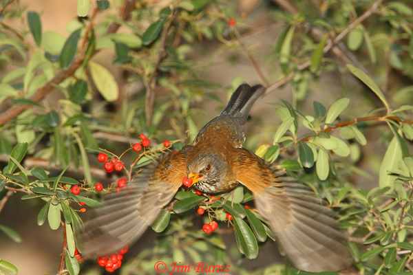 Rufous-backed Robin in flight--1000
