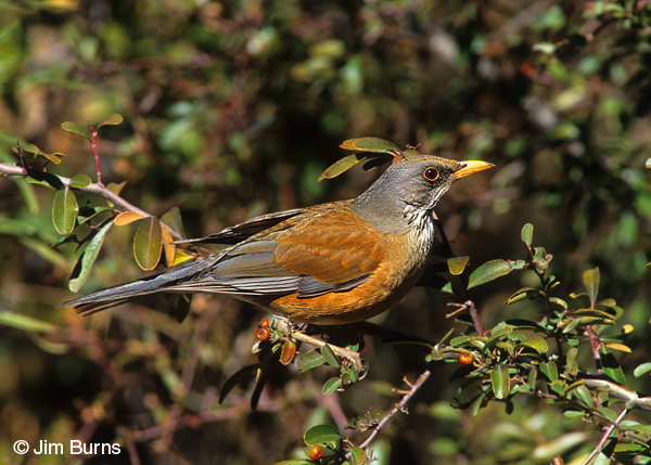 Rufous-backed Robin in Pyracantha