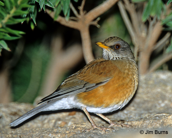 Rufous-backed Robin ventral