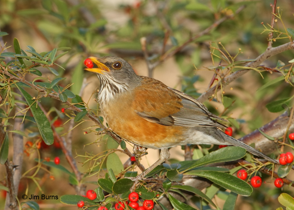 Rufous-backed Robin with Pyracantha berry