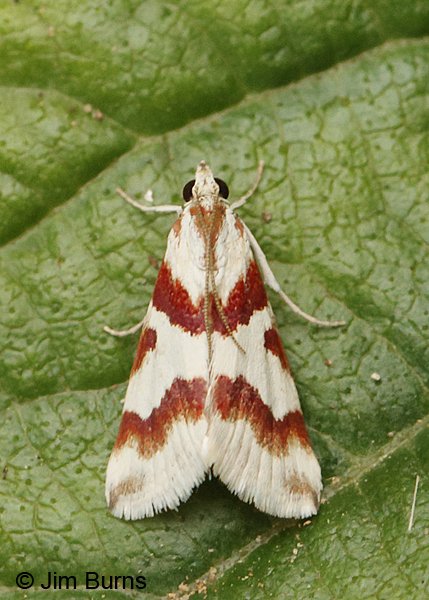Rufous-banded Crambid Moth, Arizona