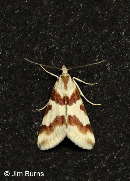 Rufous-banded Crambid Moth on black, Arizona
