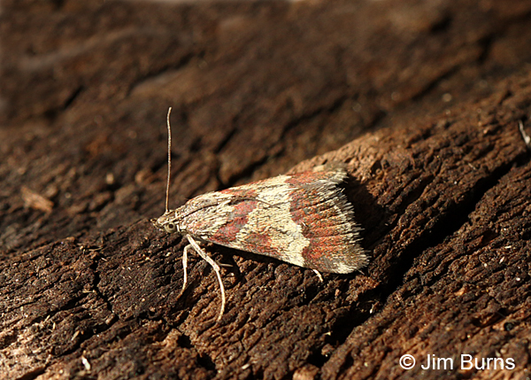 Rufous-banded Crambid Moth #2, Arizona
