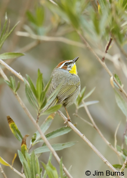 Rufous-capped Warbler in willows