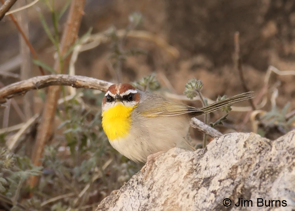 Rufous-capped Warbler on rock