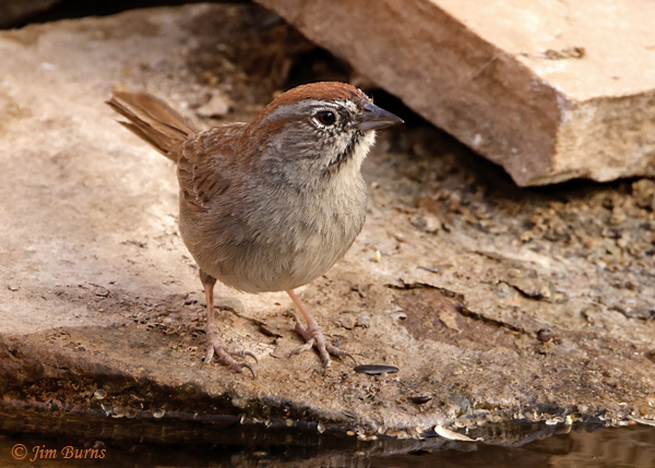 Rufous-crowned Sparrow at waterhole--6222