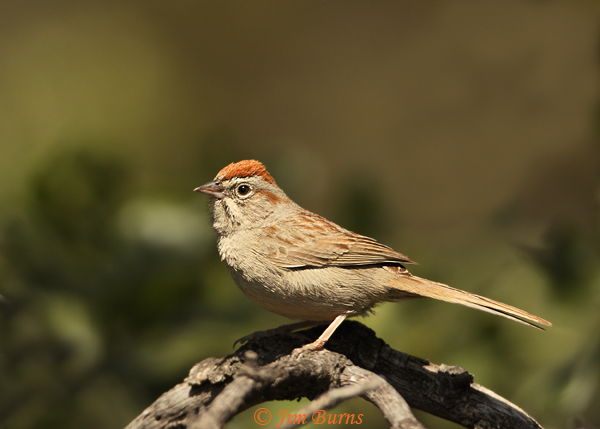 Rufous-crowned Sparrow dorsal view