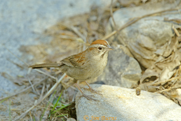 Rufous-crowned Sparrow on rock