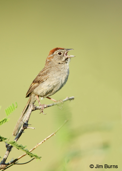 Rufous-crowned Sparrow singing