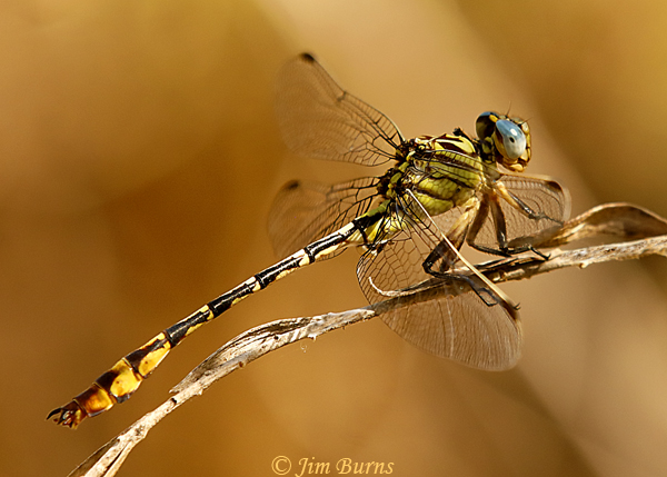 Russet-Tipped Clubtail male, Maricopa Co., AZ, September 2019--6398