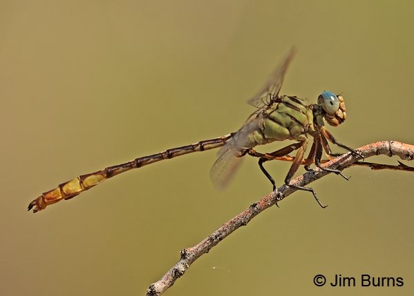 Russet-tipped Clubtail male, Maricopa Co., AZ, September 2016