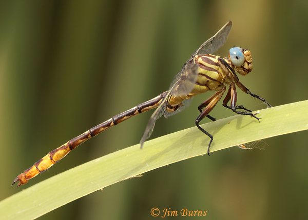 Russet-tipped Clubtail male, Maricopa Co., AZ, September 2021--2585