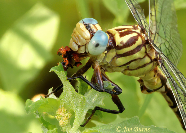 Russet-tipped Clubtail male devouring small wasp #2, Maricopa Co., AZ, September 2021--2619