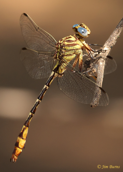 Russet-tipped Clubtail male, Maricopa Co., AZ, September 2021--2663