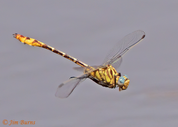 Russet-tipped Clubtail male eating small flying insect on the wing #2, Maricopa Co., AZ, September 2021--2910
