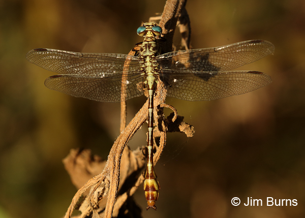 Russet-tipped Clubtail male dorsal view, Maricopa Co., AZ, October 2016