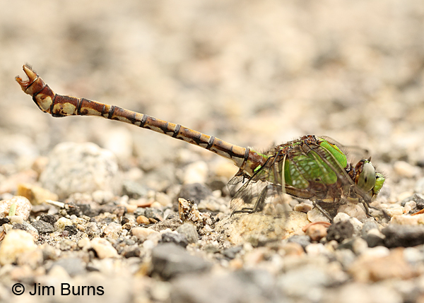 Rusty Snaketail male exercising claspers, Coos Co., NH, July 2014