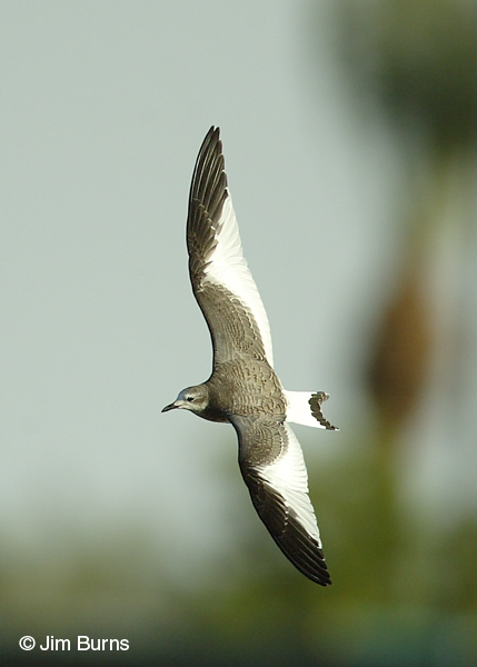 Sabine's Gull juvenile in flight