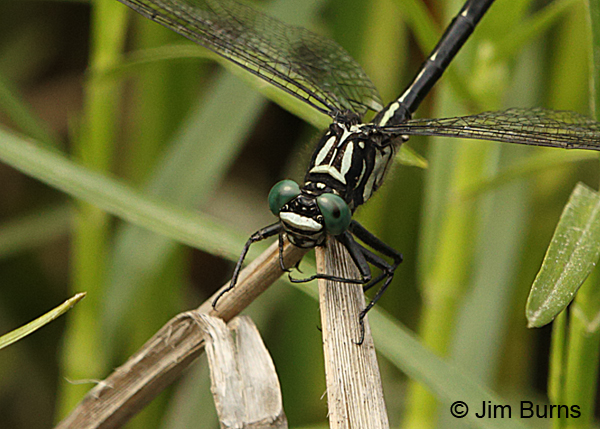 Sable Clubtail male thorax, Huntingdon Co., PA, June 2015