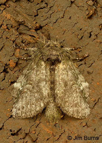 Saddled Prominent Moth, Arkansas