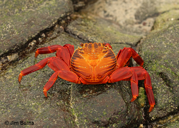 Sally Lightfoot Crab adult showing dorsal champagne glass pattern