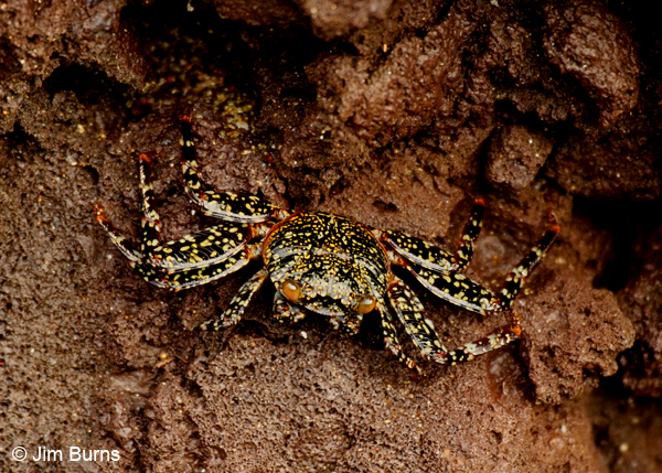 Sally Lightfoot Crab adult dark spotted variant