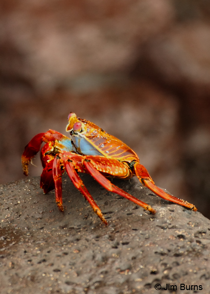 Sally Lightfoot Crab channeling its inner Praying Mantis