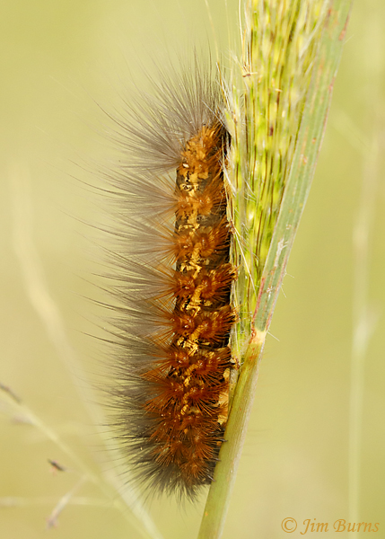 Salt Marsh Moth caterpillar, Arizona--0373