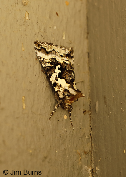 Salt-and-Pepper Looper Moth--9891