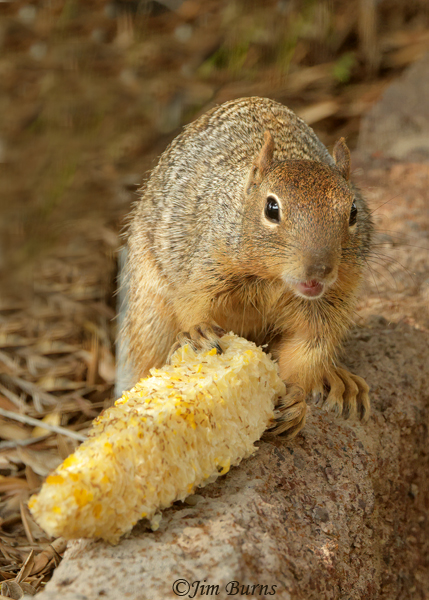 Sammy enjoying an ear of corn--1747
