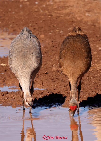 Sandhill Cranes drinking, juvenile on left, adult on right retaining rusty summer plumage from staining or oxidation #2--2444--3