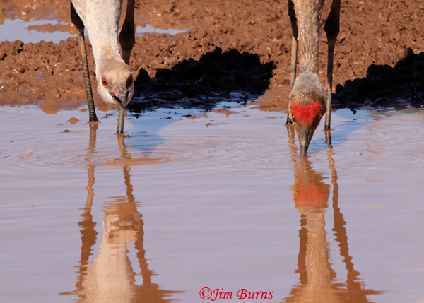 dhill Cranes drinking, juvenile on left, adult on right retaining rusty summer plumage from staining or oxidation--2444--2