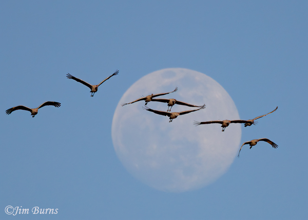 Sandhill Crane flock across the moon--2726