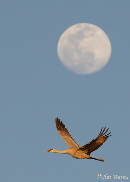 Sandhill Crane adult under a gibbous moon--2892