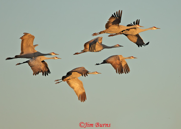 Sandhill Cranes sunrise flight--3126