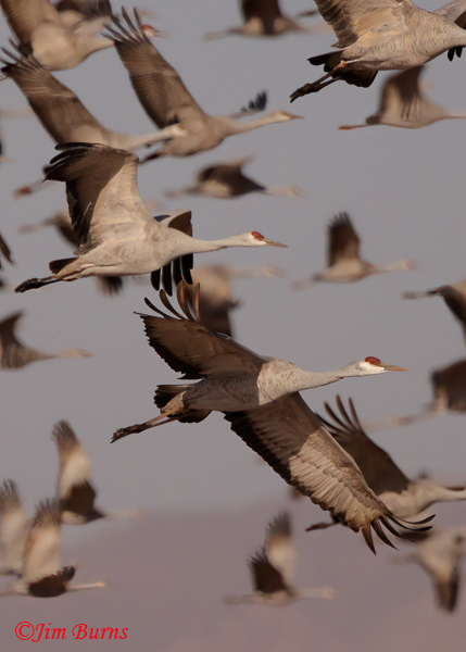 Sandhill Crane flock close-up--3693