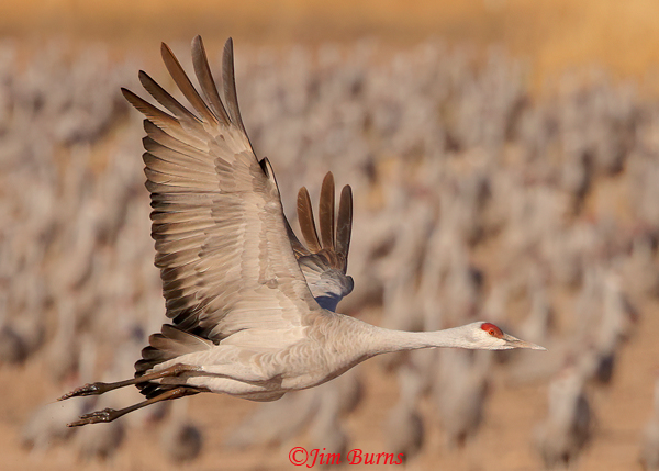 Sandhill Crane leaving resting flock--3718