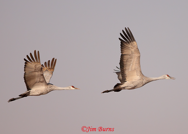Sandhill Cranes in flight, one calling--3737