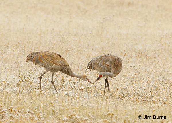 Sandhill Cranes feeding young in snowy field