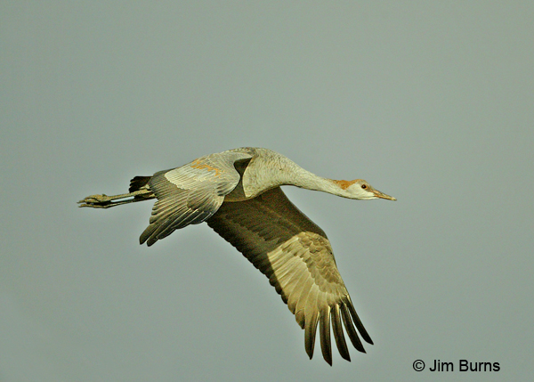 Sandhill Crane juvenile in flight