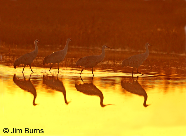 Sandhill Cranes' sunrise march