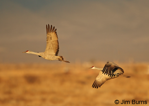 Sandhill Cranes flying sundown