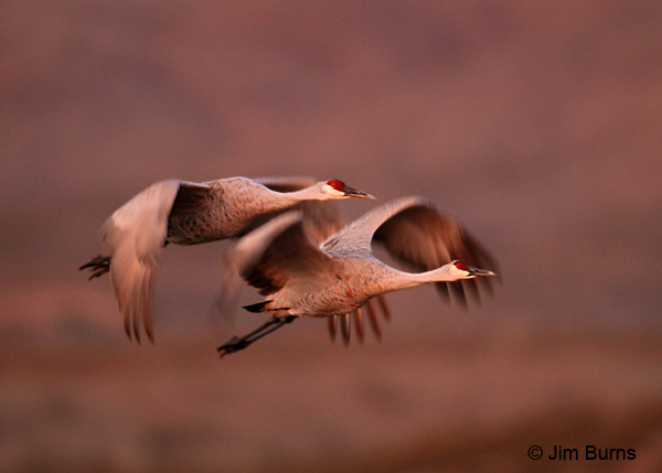 Sandhill Cranes sunrise blur