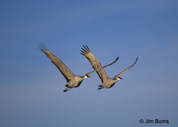 Sandhill Cranes synchronized flight