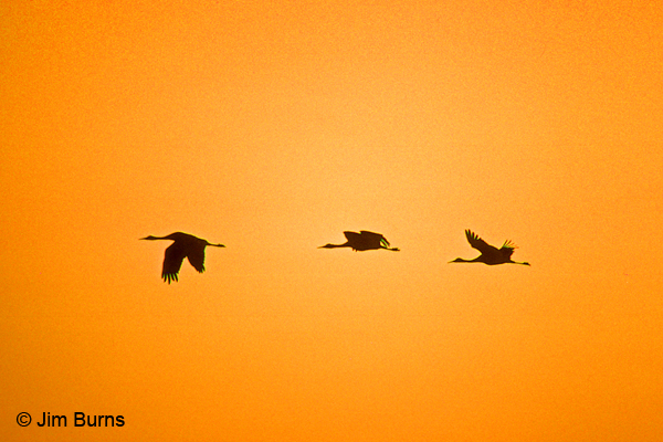 Sandhill Cranes across the sunrise