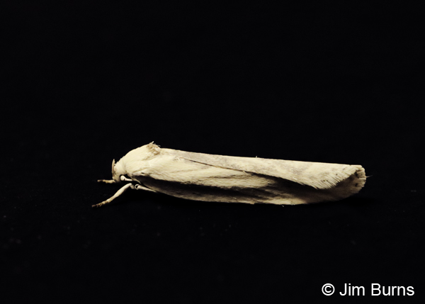 Schlaegeri's Fruitworm Moth lateral view, Arizona