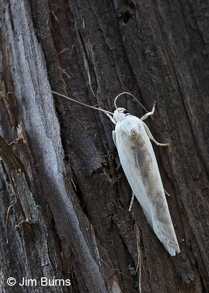 Schlaegeri's Fruitworm Moth, Arizona